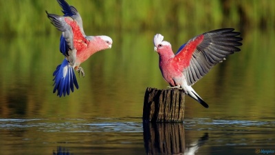 Galah, the Australian Cockatoo