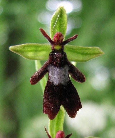 Fly Orchid