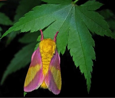 Rosy Maple Moth