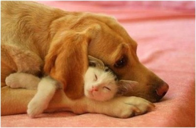 Sad Dog Finds a Friend