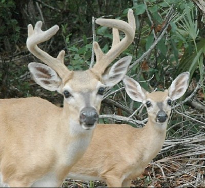 Molesting A Key deer