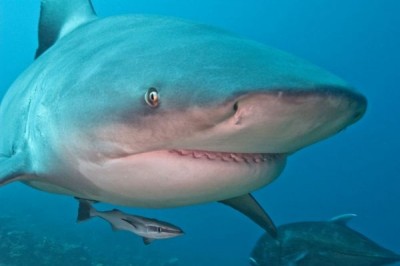 Bull shark