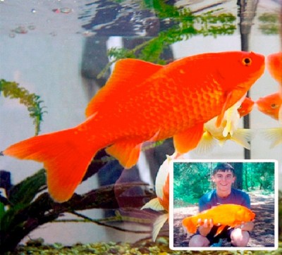 Goldie The Goldfish