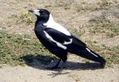 Australian Magpie