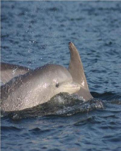 Bottlenose Dolphin