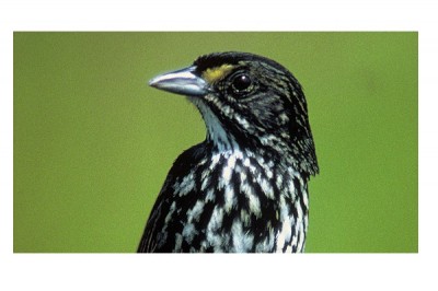 Dusky Seaside Sparrow