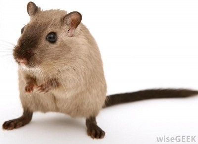 Gerbil