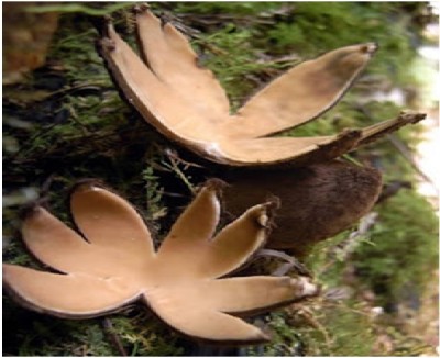 Coconut Mushroom