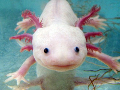 Axolotl