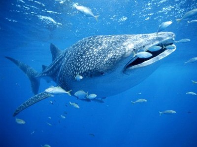 No Fishing For Whales On Sunday