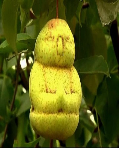 Buddha fruit