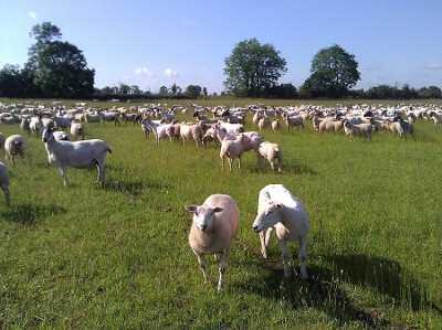 They love sheep