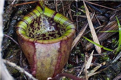 Attenborough's Pitcher Plant (Nepenthes Attenboroughii)