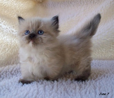 The Munchkin