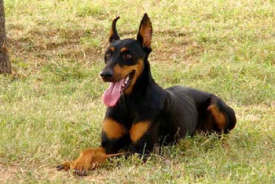 Doberman Pinschers