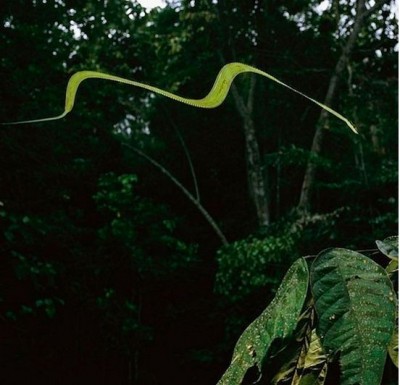 Flying snake
