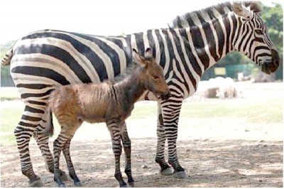 Donkra