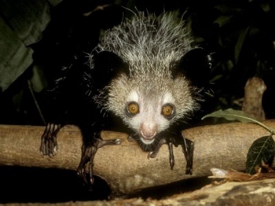 Aye Aye