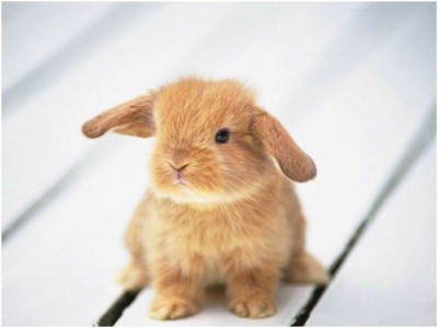 Baby Rabbit