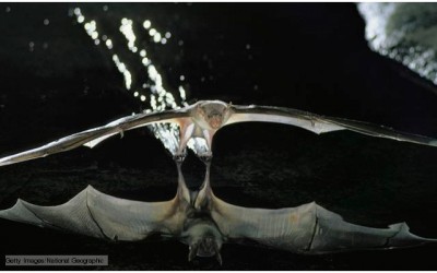 Fishing bat