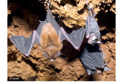 Hog Nosed Bat