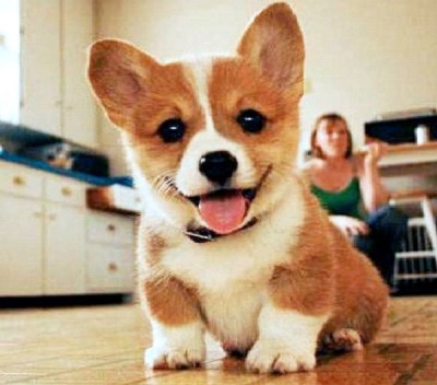 Hypoallergenic Dogs