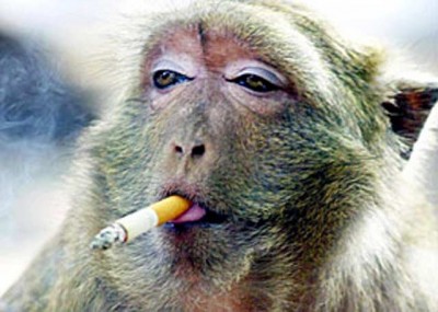 Animals smoking