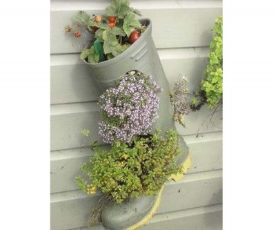 Pot plants