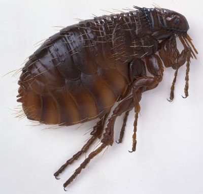 Fleas