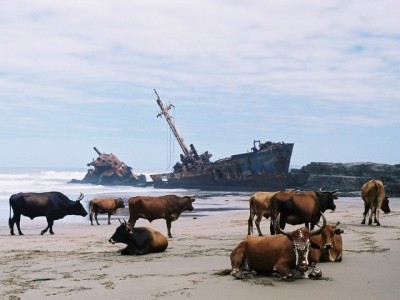 Lots of shipwrecks