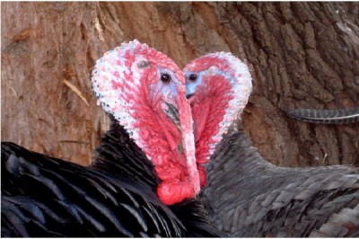 Male Turkey's Object Of Love