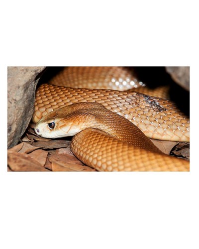 Taipan