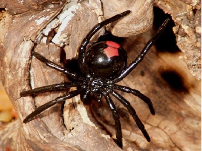 Redback Spider