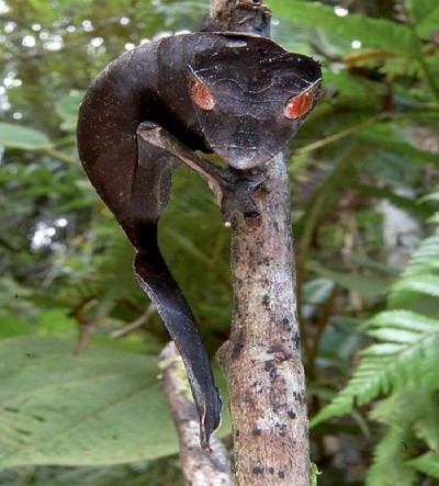 Satanic leaf tailed gecko