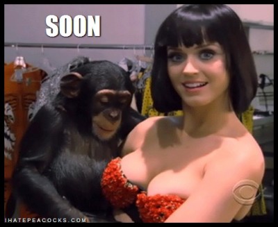 The monkey seems interested