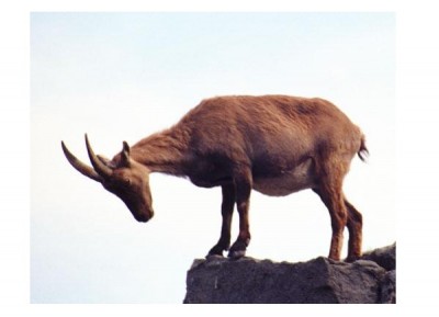 Pyrenean Ibex