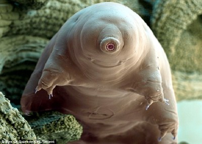 Water Bear