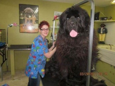 This dog is that big
