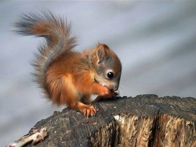Nibble! Nibble! Little Squirrel