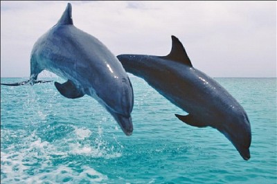 Dolphin - Entrovert, Intuitive, Feeling, Perceiving (ENFP)