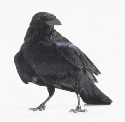 Crow