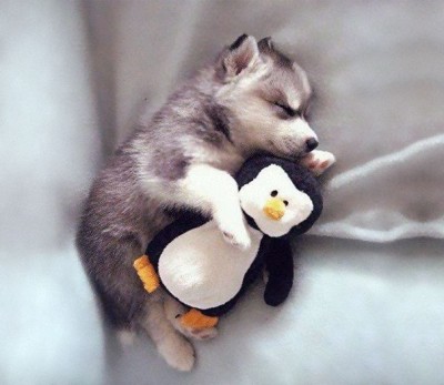 Pup and a penguin