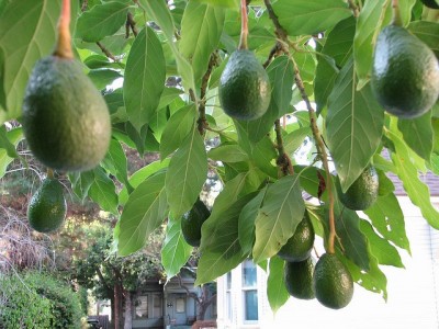 Avocado