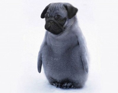 A penguin pug