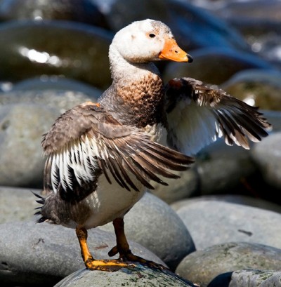 Falkland Steamer Duck