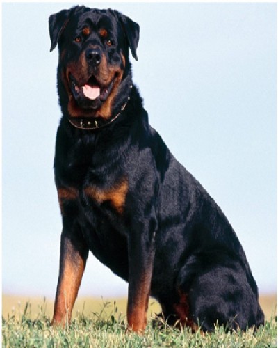 Rottweiler