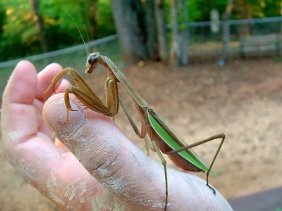 Chinese Mantis