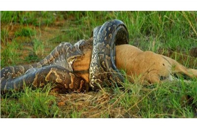 Python Eyes Bigger Than His Belly