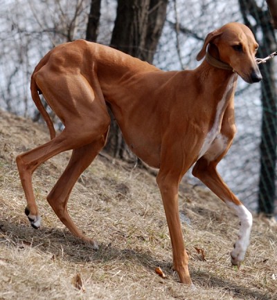 The Azawakh Dog