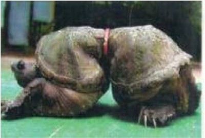 Deformed Turtle
